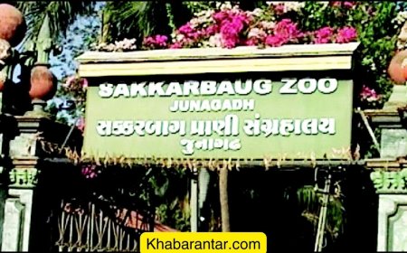 જૂનાગઢના સક્કરબાગ પ્રાણી સંગ્રહાલયમાં સિંહે સફાઈકર્મી પર હુમલો કર્યો