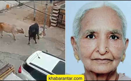 રખડતી ગાયે મહિલાના ગળામાં શિંગડાં ખોસી મોતને ઘાટ ઉતારી દીધી