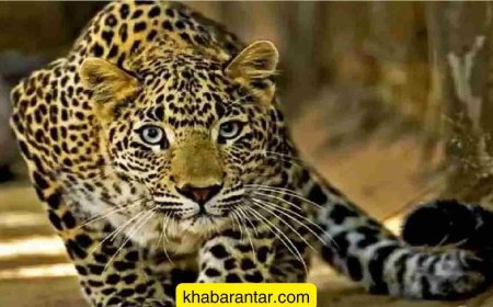 માનવભક્ષી દીપડો ભગવાનની મૂર્તિ સામે સૂતેલા પૂજારીને ઉપાડી ગયો