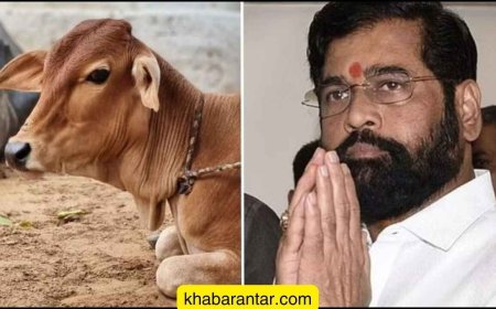 મહારાષ્ટ્રની શિંદે સરકારે દેશી ગાયને રાજમાતા-ગૌમાતાનો દરજ્જો આપ્યો