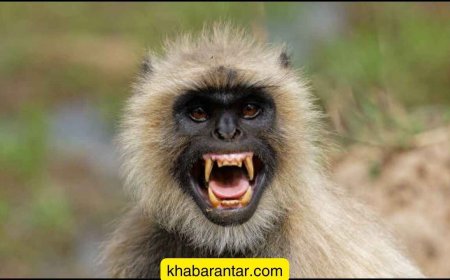 નડિયાદના જોષીપુરામાં બે વાંદરાએ દિવ્યાંગ મહિલાને ફાડી ખાધી