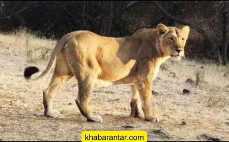 અમરેલીના જાફરાબાદમાં પાંચ વર્ષના બાળકને સિંહણ ઉઠાવી ગઈ