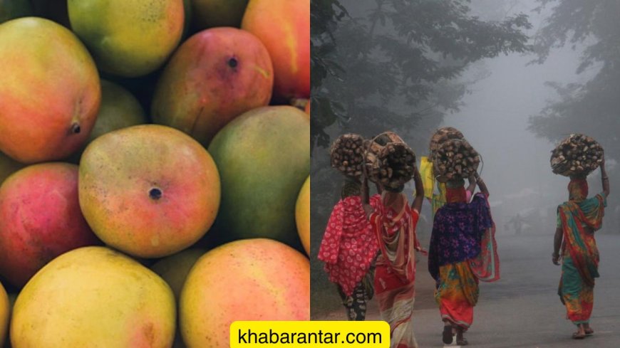 કેરીના ગોટલાનો રસો પીવાથી 3 આદિવાસી મહિલાઓના મોત, 7 બીમાર