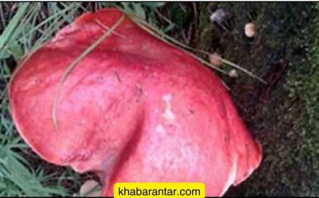 નાગ દેવતા માની લોકોએ મહિનાઓ સુધી જેની પૂજા કરી તે મશરૂમ નીકળ્યું!