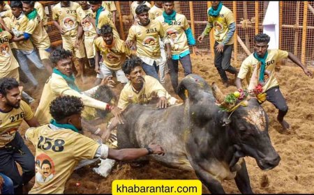 તમિલનાડુમાં જલ્લીકટ્ટુ દરમિયાન 7 લોકોના મોત, સેંકડો લોકો ઘાયલ