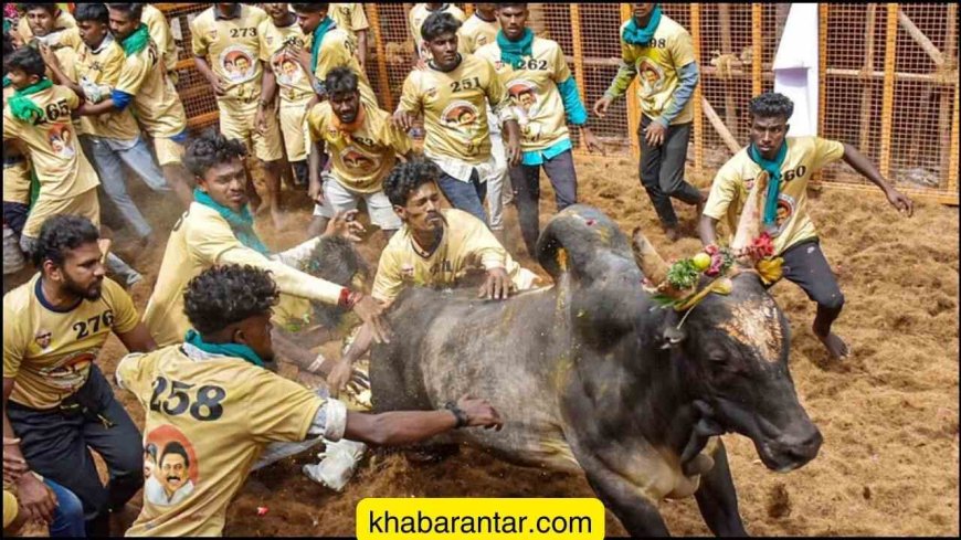 તમિલનાડુમાં જલ્લીકટ્ટુ દરમિયાન 7 લોકોના મોત, સેંકડો લોકો ઘાયલ